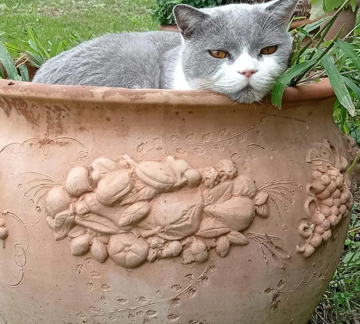 Feline Bliss In Bologna Hills A Sanctuary Hosted By Cats Apartment San Lorenzo in Collina Italy