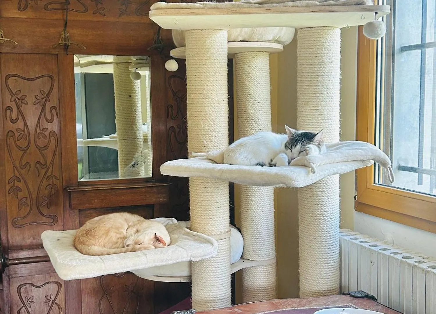 Feline Bliss In Bologna Hills A Sanctuary Hosted By Cats Apartment San Lorenzo in Collina Italy